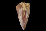Serrated, Fossil Phytosaur Tooth - New Mexico #133343-1